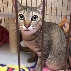 猫2歳キジトラ(メス)