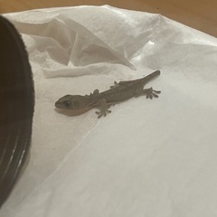ヤモリ　里親さまを募集しております