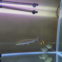 熱帯魚　スレンダータイガーフィッシュ20cm