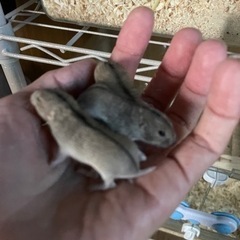 ステップレミング