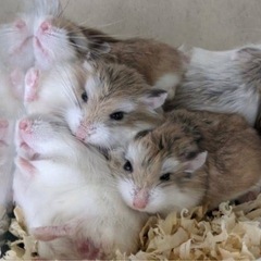 ロボロフスキーハムスター　里親募集します