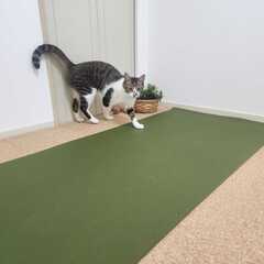 期間限定高ポイント【まいあさYOGA】今日だけお試し参加／オンライン30分の画像