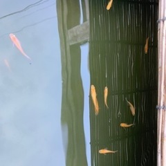メダカ（初心者向け）の画像