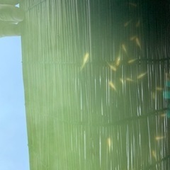 メダカ（初心者向け）の画像