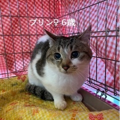 末期癌の飼い主さんから引き取りました。