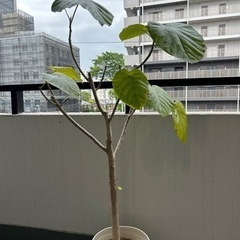 観葉植物 / 大型 / フィカスウンベラータ  