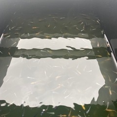 ミックスメダカ　1匹100円＋α