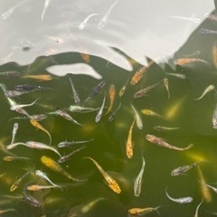 ミックスメダカ　1匹100円＋αの画像