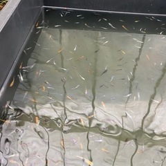 ミックスメダカ　1匹100円＋αの画像