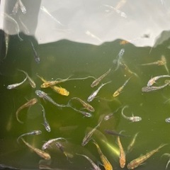 ミックスメダカ　1匹100円＋αの画像