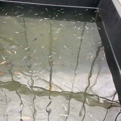 ミックスメダカ　1匹100円＋αの画像