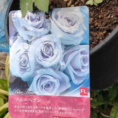 薔薇苗 ブルーヘブン