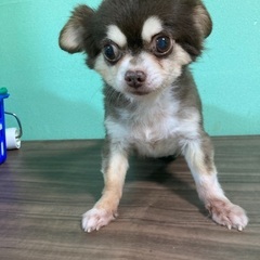 １３歳になります。