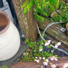 木の枠を解体お願いします（再投稿） − 三重県
