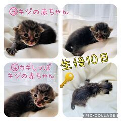 生後10日の☆里親さん募集♪        キジのカギしっぽ♡