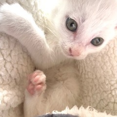 トライアル決定！白猫♂スペード550g