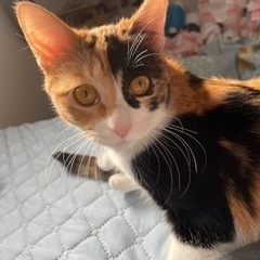 活発なツンデレ三毛猫ちゃん