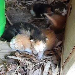 仔猫(代理投稿)お話中