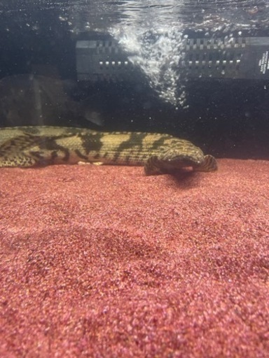 エンドリケリー  ワイルド