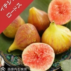 イチジク《人気3品種　ポット苗セット》