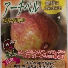 イチジク《人気3品種　ポット苗セット》の画像
