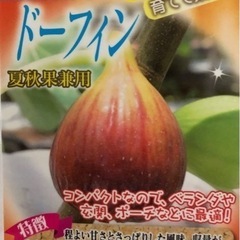 イチジク《人気3品種　ポット苗セット》の画像