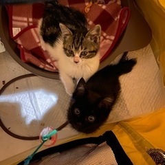 兄弟子猫ちゃん！黒猫ちゃん里親様決まりました！キジ白ちゃん別投稿...