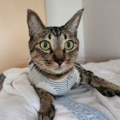 (トライアル中！)マイペースな人慣れ猫「るう」