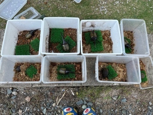 ヘラクレスオオカブト オスメス成虫