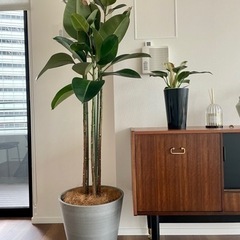 大型観葉植物ゴムの木