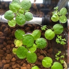 水草各種の画像