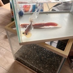 水泡眼 ヒドジョウ 