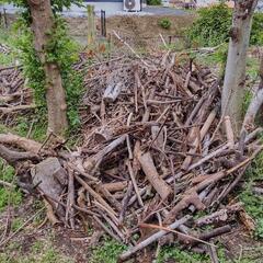 【無料】焚き火、焚火、キャンプ、伐採、枯れ木等の画像