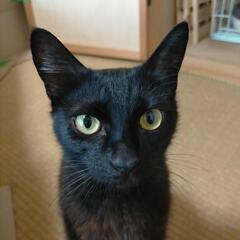 人懐っこいかわいいニャンズです😊