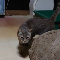 気が強くて甘えん坊【ブルータビー男の子・はるくん】保護猫
