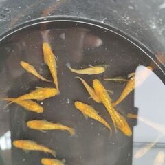レクリス　1ペア　メダカ　めだか