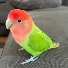 【 インコを探しています 】