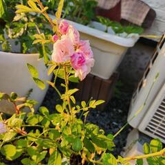 ツルバラ　挿し木苗