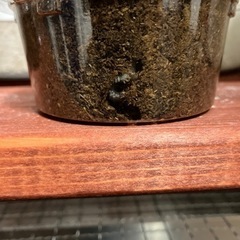 能勢SR血統オオクワガタの幼虫