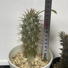 パキポディウム　鉢つきセット　塊根植物の画像