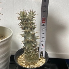 パキポディウム　鉢つきセット　塊根植物の画像