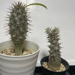 パキポディウム　鉢つきセット　塊根植物