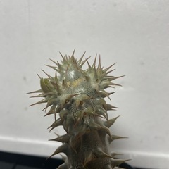 パキポディウム　鉢つきセット　塊根植物の画像