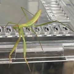オオカマキリ、