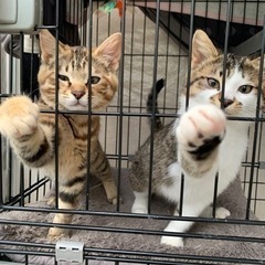 譲渡前にて一時中断/2月1日産まれの男の子&女の子の2匹
