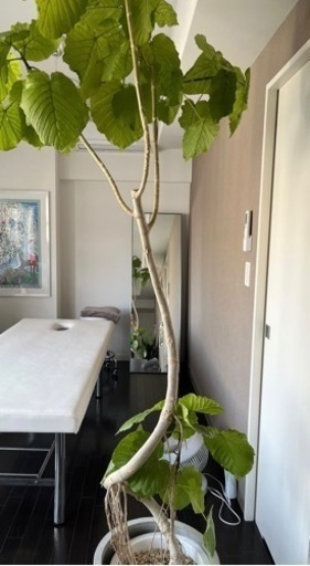 オシャレ観葉植物　ウンベラータ