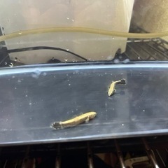 淡水魚  熱帯魚  カワアナゴ  ウナギの画像