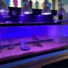 超特！１２０㎝水槽も水槽台もセット　売り切り　早い者勝ちです（予定が合う方優先）の画像