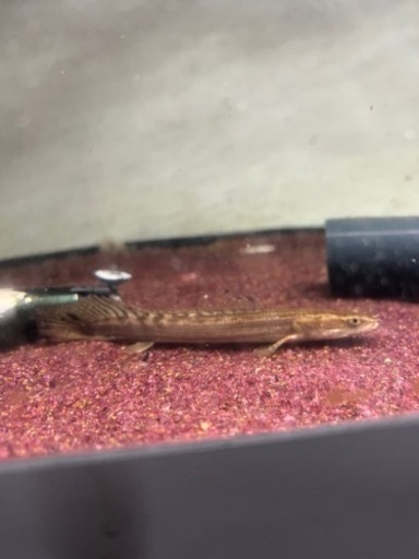 ポリプテルスビキールビキール