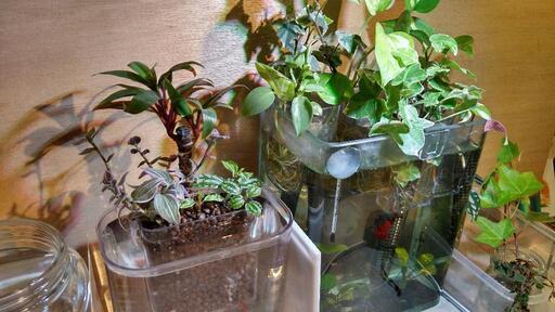 アクアポニックスお手軽セット！水槽\u0026植物